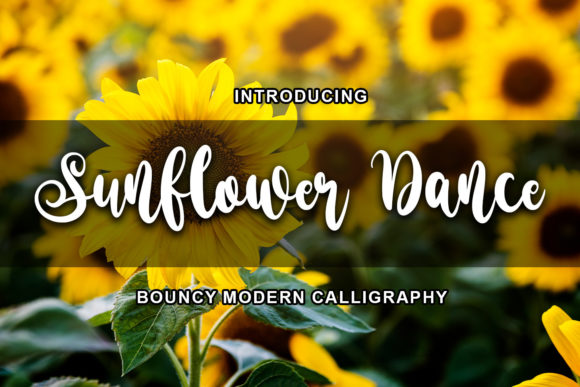 Sunflower Dance: A Playful Script for Modern Design